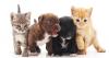Delaware lawmakers approve restrictions on pet store dog and cat sales