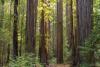 What Made Trees Possible? New Research Points to Drought Survival