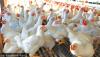 Kathmandu Valley battles bird flu outbreaks