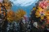Scientists Identify Swaths of Coral Reefs That Might Be Able to Withstand Climate Change, Offering New Avenues for Conservation
