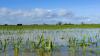 Over €56m to support EU farmers impacted by extreme weather