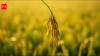 Malay proverb of the day on humility and resilience: Follow the nature of the rice plant; the more grains it bears, the lower it bows