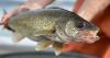Walleye are a bad match for Idaho waters, and F&G asks anglers to help stop their expansion