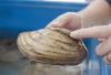 As freshwater mussel populations decline, researchers are looking for answers