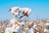 Togo Sets 105,000-Tonne Cotton Goal for 2026-2027