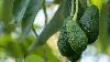 Uganda avocado stakeholders push for unified strategy, quality standards to boost global exports