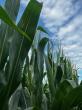 Missouri crops start July with good soil moisture despite heat, dryness in Bootheel