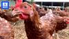 Egg shortage unlikely as poultry industry braces for deadly bird flu