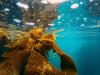Maldives bets on seaweed farming to diversify economy