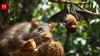 Maldivian wisdom of the day on exploitation, injustice: The rat gnaws into the young coconut, the bat drinks the water