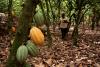 Ivory Coast cocoa farmers say heavy rain has raised fears of flooding and disease