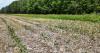 Delaware expands deer damage assistance program as farmers face growing crop losses