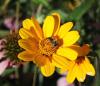Bees, Butterflies, Beetles & More: Happy Missouri Pollinator Week June 22-28