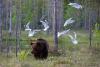 Romania, Slovakia seek EU green light for mass bear cull
