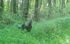 Here's why you should report wild turkey sightings across Pennsylvania
