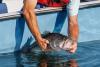 Legacy lunkers back in home lakes; largemouth bass returned to lakes across Arkansas