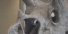 Rapid City Regional Airport welcomes Triceratops skull replica from Black Hills Institute