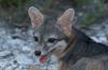 Scientists Rediscover Rare Island Fox Not Seen for More Than 20 Years