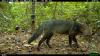 The Amazon’s Mysterious “Ghost Dog” Has Been Hiding a Big Secret