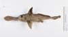 Scientists Discover New “Ghost Shark” Species in Costa Rica’s Deep Waters