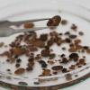 Climate change drives spread of disease-carrying insects