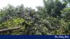 How schoolteacher turned a hillside in Moulvibazar into a fruit paradise