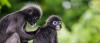 Old fire hoses become lifelines for Malaysia’s endangered langurs