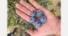 Peru exported nearly 383,000 tons of blueberries this season