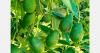 Integrated production supports avocado exports from Brazil