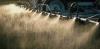 Cheap, effective and dangerous: how Australian farmers came to depend on the toxic weedkiller paraquat