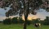 Colombia will track cattle from origin to supermarket after beef was tied to illegal deforestation