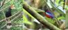Tourism Malaysia Takes Flight at Global BirdFair 2026