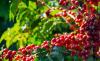 Govt urges coffee farmers to remain resilient amid market, weather headwinds