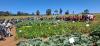 Egerton University nurtures future farmers through revitalised 4K Clubs