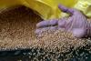 Egypt secures 4.7mln tons of local wheat in record procurement season