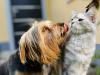 Pet Adoption in Bahrain: All You Need To Know