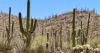 Celebrating America 250: Saguaro National Park keeps tourists coming to AZ
