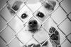 Sioux Falls Area Humane Society At Capacity & Need Adopters ASAP