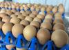 Denmark family farm worries about low market prices as Wisconsin egg production drops 57%