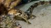 Scientists Discover Amazing New Species of “Walking Shark” in Papua New Guinea