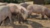 Denmark’s ‘Pig Election’ Prompts Drinking Water Crackdown. Will Europe Follow?