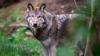 One in seven Dutch wolves illegally killed by poachers: study
