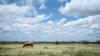 Texas screwworm cases continue in July. Here's how they compare