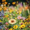 Missouri Pollinator Week…underway. Brandon Dickson reports.