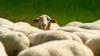 Dutch study compares effectiveness of treatments for bluetongue in sheep