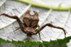 Angelina Jolie Meets Her Horned Spider Namesake in Ecuador’s Andes