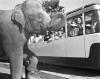 100 years of Cheyenne Mountain Zoo: A colorful past meets an innovative present