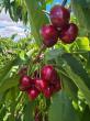 SW Idaho tree fruit performance mixed following season’s early start