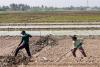 Iraq's rice production rebounds as drought ends, but future grim