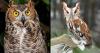 Peace River Wildlife Center prepares for a long awaited upgrade